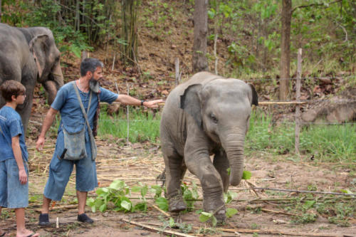 Feeding elephants (16)