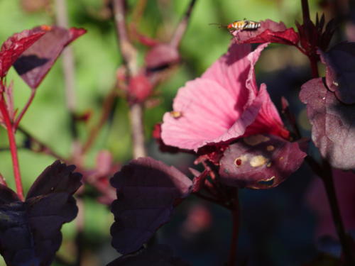 Fleurs hibiscus