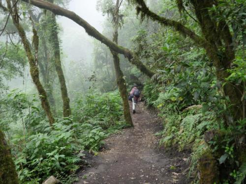 Forêt tropicale Volcan Acatenango