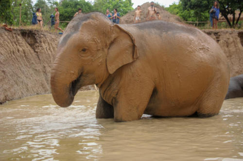 Mud bath with elephants (14)