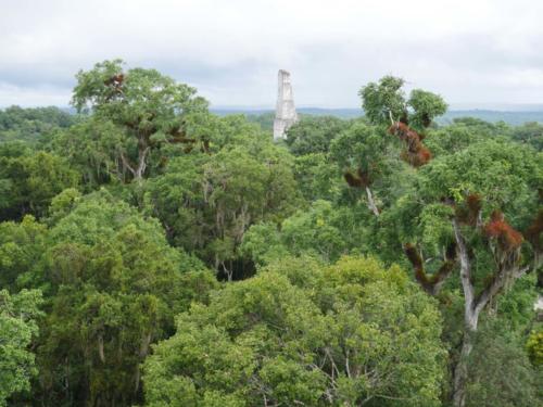 Surgi de la forêt, Tikal