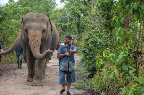 Walk with elephants (4)